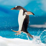 Free online flash games - Happy Penguin HN game - Games2Rule 
