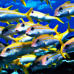 Free online flash games - Hidden Alphabets-Fish game - Games2Rule 