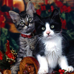 Free online flash games - Hidden Animals-Kittens game - Games2Rule 
