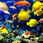 Free online flash games - Hidden Hints-Aquatic Creature game - Games2Rule 
