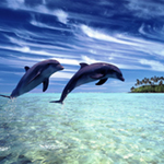 Free online flash games - Hidden Numbers-Dolphins game - Games2Rule 