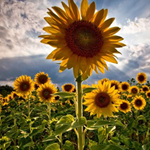 Free online flash games - Hidden Numbers Flowers World game - Games2Rule 