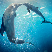 Dolphin Tale Games Dolphin Tale Games