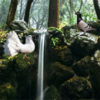 Free online html5 games - Pigeon River Forest Escape game - Games2rule