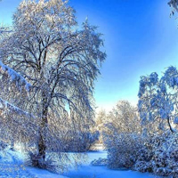 Free online html5 games - Christmas White Tree Forest Escape HTML5 game - Games2rule