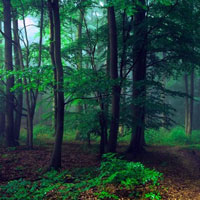 Free online html5 games - Dense Forest Couple Escape HTML5 game - Games2rule
