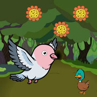 Dove Searches The Lost Nest