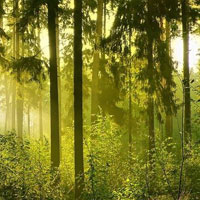 Free online html5 games - Escape From Magnificent Forest HTML5 game - Games2rule