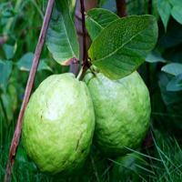 Guava Fruit Land Escape HTML5