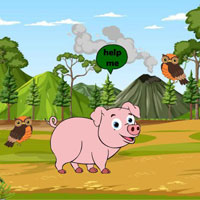Pig Reach The Farm