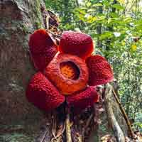Rafflesia Flower Forest Escape HTML5