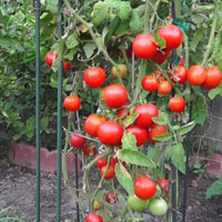 Tomato Farm Land Escape HTML5