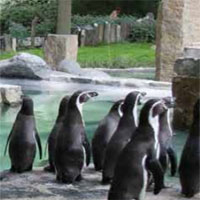 Free online html5 games - Amazing Zoo Escape  game 