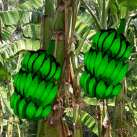 Free online html5 games - Wowescape Banana Farmland Escape game 