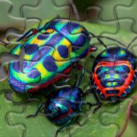 Free online html5 games - Disgusting Bugs game 