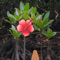 Free online html5 games - Wowescape Mangrove Forest Escape game 