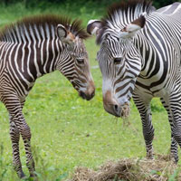 Free online html5 games - Zebra Forest Escape HTML5 game 