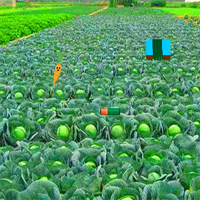 Free online html5 games - AjazGames Escape Fruit Sense game 