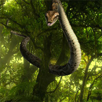 Free online html5 games - Jungle Book Forest Escape game - Games2rule 