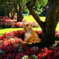 Free online html5 games - Garden Tiger Cub Escape HTML5 game 
