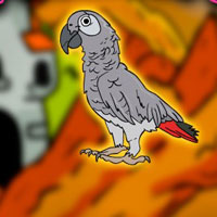 Clever Grey Parrot Escape From Cage