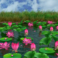 Free online html5 games - Hidden Lotus game - Games2rule 