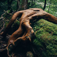 Free online html5 games - Rainforest Land Escape HTML5 game - Games2rule 