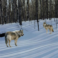 Free online html5 games - Wolf Forest Escape game - Games2rule 