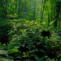 Free online html5 games - Tropical Rain Forest Escape game 