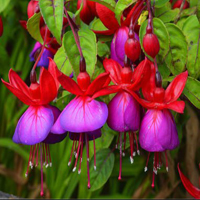 Free online html5 escape games - Flower Lawn Escape HTML5