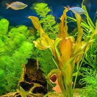Free online html5 games - Rescue Cute Seahorse Family HTML5 game 