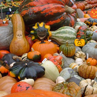 Free online html5 games - Halloween Pumpkin Show game 
