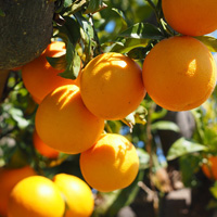 Free online html5 games - Orange Tree Farm Escape game 