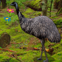 Free online html5 games - Big Emu Forest Escape game - Games2rule 