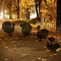 Free online html5 games - Hiddenogames Hidden Thanksgiving Turkey game - Games2rule 