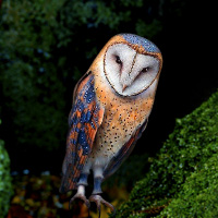 Free online html5 games - Wowescape Masked Owl Island Escape game 
