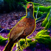 Free online html5 games - Big Pheasant Forest Escape game - Games2rule 