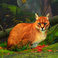 Free online html5 games - Big African Golden Cat Escape game - Games2rule 