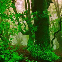 Free online html5 games - Plantation Leaf Forest Escape game 