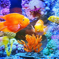 Free online html5 games - HOG Underwater Hidden Fish game 