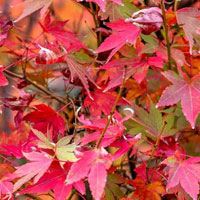 Free online html5 games - Maple Leaf Garden Escape HTML5 game - Games2rule 