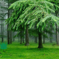 Free online html5 games - Easy Escape-Greeny Forest Hiddenogames game - Games2rule 