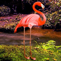 Free online html5 games - Wowescape Flamingo Forest Escape game - Games2rule 