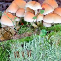 Free online html5 games - Mysterious Mushroom Forest Escape EscapeFan game - Games2rule 