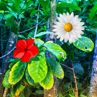 Free online html5 games - Wowescape Tropical Flower Forest Escape game 