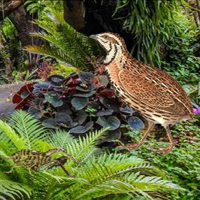 Free online html5 games - Quail Bird Rainforest Escape game - Games2rule 