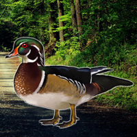 Free online html5 games - Forest Wood Duck Rescue game - Games2rule 