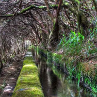 Free online html5 games - Dense Wet Forest Escape HTML5  game - Games2rule 