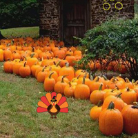 Free online html5 games - Autumn Turkey Forest Escape game - Games2rule 