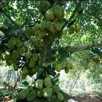 Free online html5 games - Jack Fruit Land Escape HTML5 game 